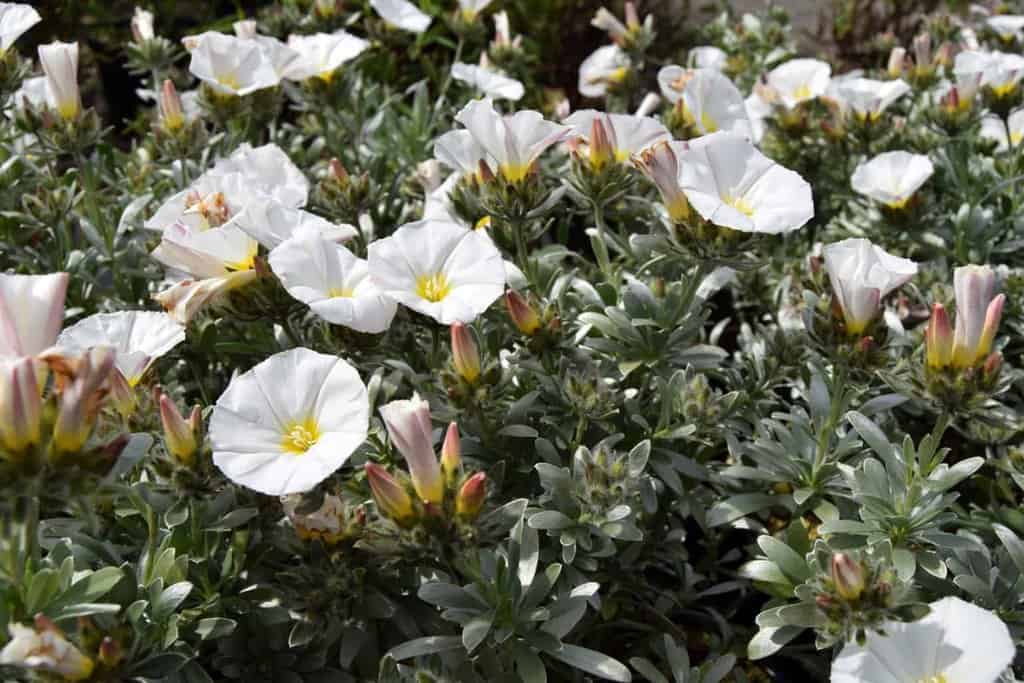 Convolvulus cneorum 30-40 cm